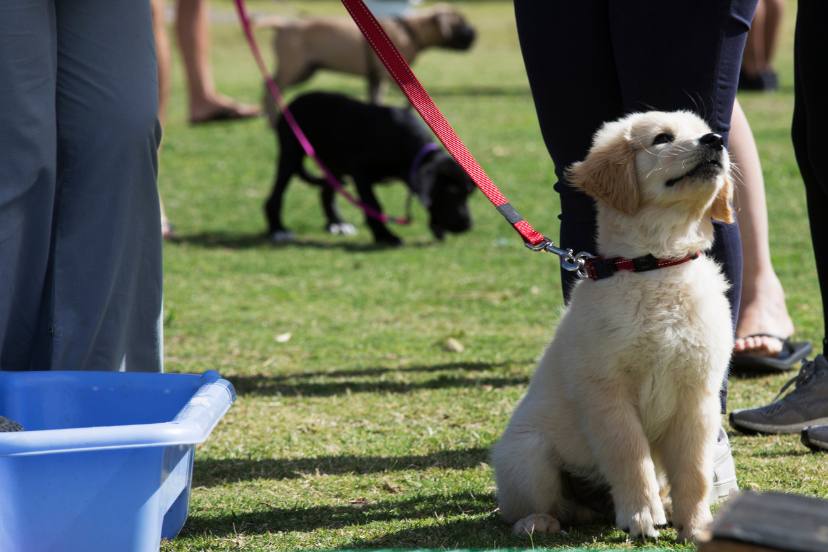 Puppy Socialization Checklist: Raising a Well-Adjusted Pup - The Dog ...